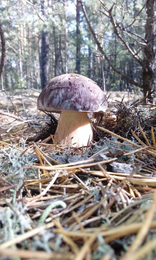 Pulemchanka Pulemets Екстериор снимка